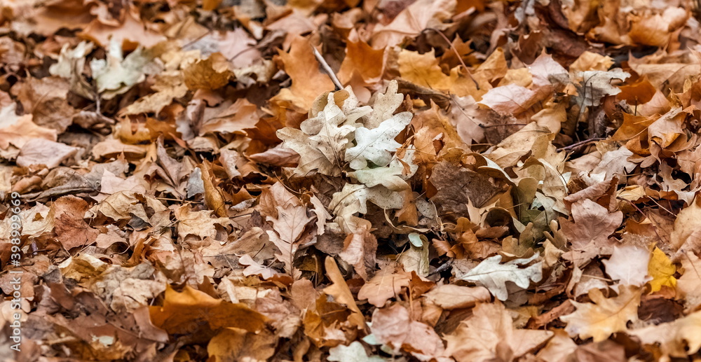 Dry leaves from trees (Linden, maple, oak) on the ground close-up in autumn Dry leaves from trees (Linden, maple, oak) on the ground close-up in autumn