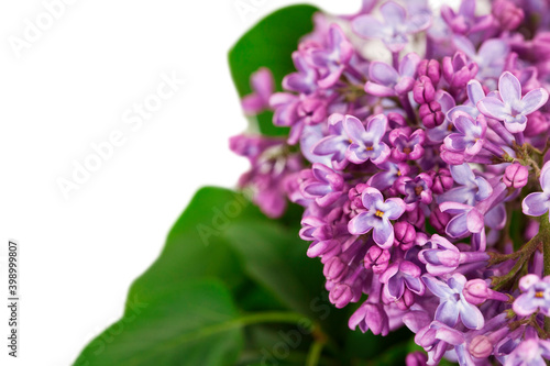Blossoming branch of lilac  Syringa vulgaris . Violet flowers isolated on a white background.