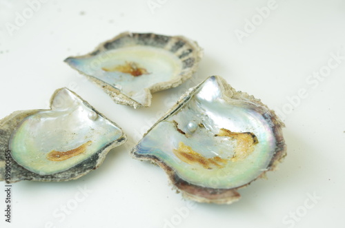 Akoya pearl oyster.