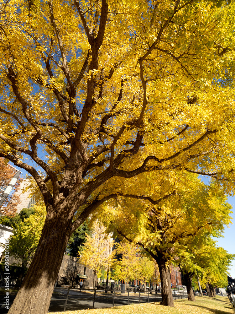 東京都　丸の内オフィスビル街とイチョウ並木
