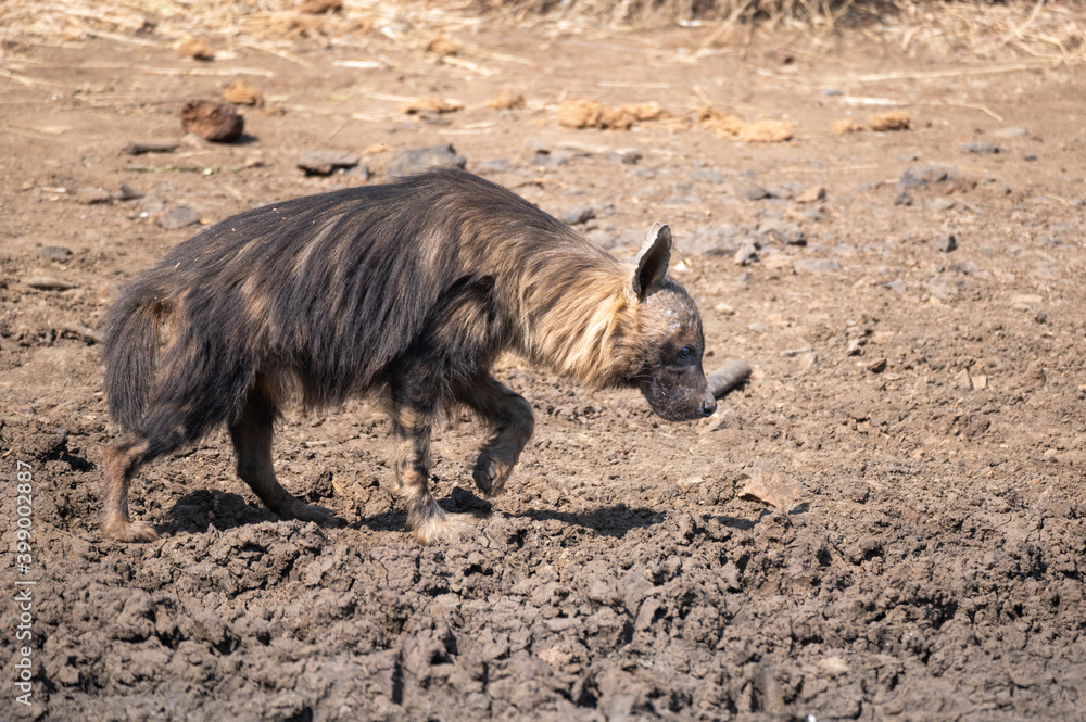 Brown hyena trudging around the perimeter of the dam searching for an access point to the waters edge