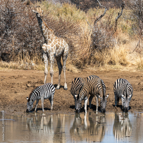 Southern giraffe looking around while a herd of Burchell’s zebra quench their thirst