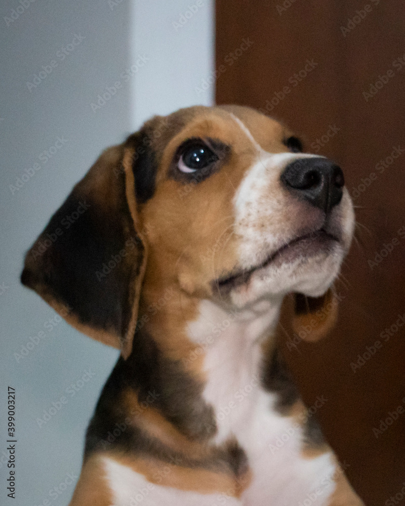 Cute beagle puppy sad eyes