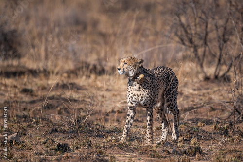 Lone cheetah with tracking collar standing alert looking at prey in the far bush