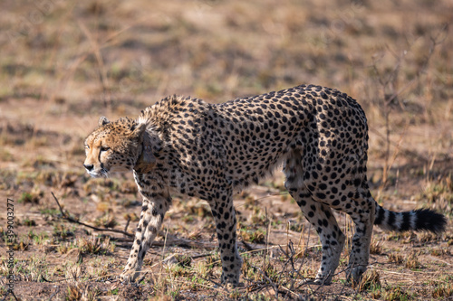 Lone cheetah making its way across the veldt © robbyh
