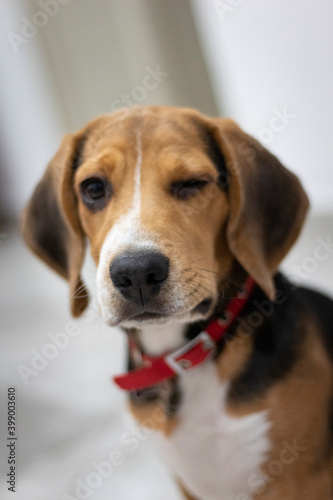 Cute beagle puppy winking eye