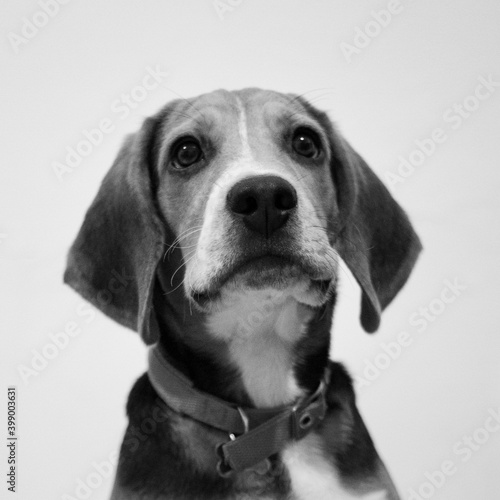 Fototapeta Naklejka Na Ścianę i Meble -  Cute beagle puppy sad eyes