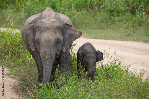 Elephant with a small baby elephant in a pro-native park in the vicinity of the city of Habarana. Sri Lanka