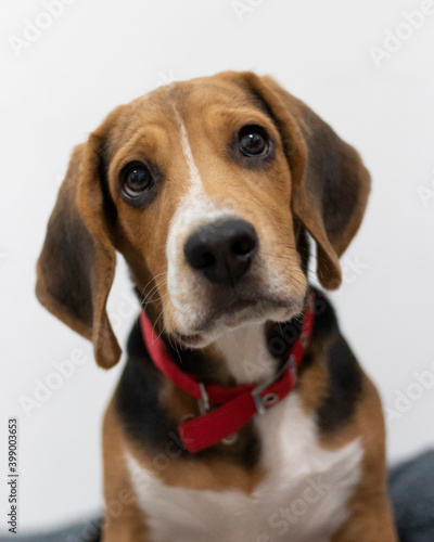 Cute beagle puppy sad eyes