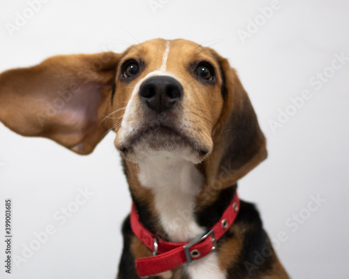 Cute beagle puppy sad eyes ears © Iliana