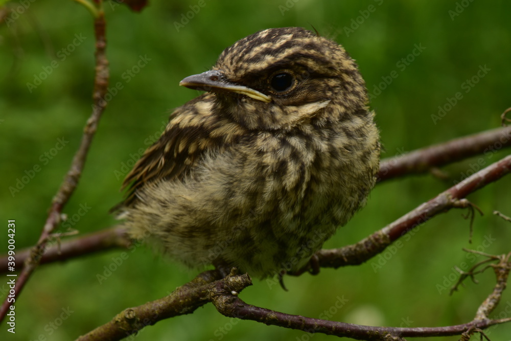 Young thrush bird in profile on a branch in the wildlife Young thrush bird in profile on a branch in the wildlife
