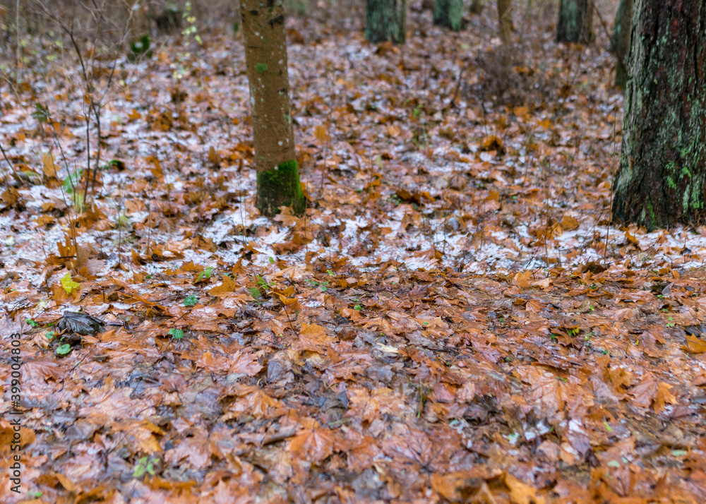 first snow on the ground, green grass, brown tree leaves, ground background