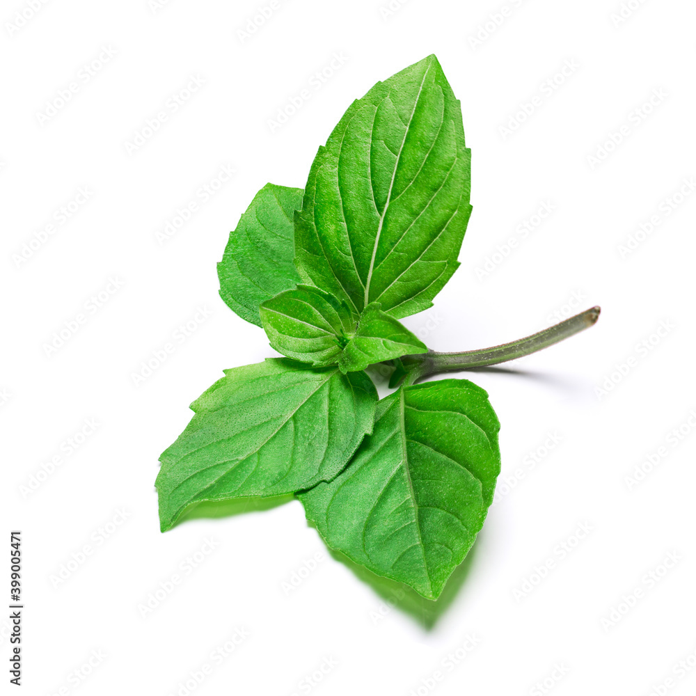 Fresh green basil herb leaves isolated on white background. Close up. Fresh green basil herb leaves isolated on white background. Close up.