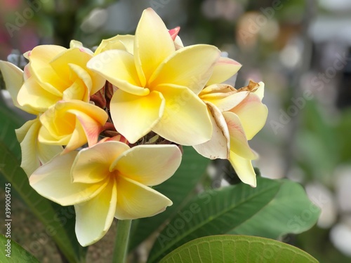 Fototapeta Naklejka Na Ścianę i Meble -  yellow frangipani flower
