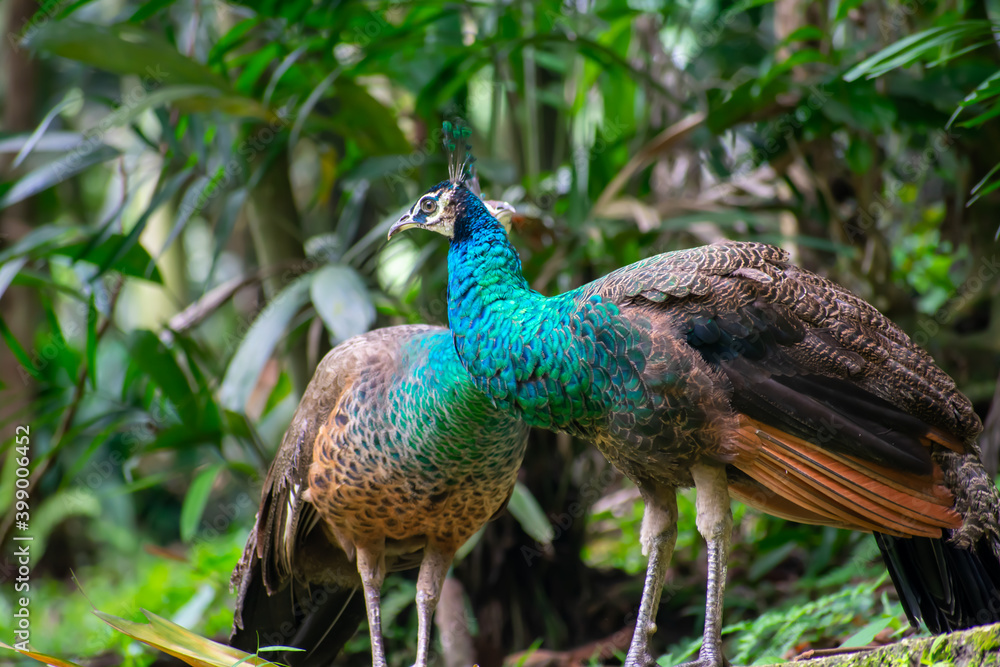 Naklejka premium peacock in the garden