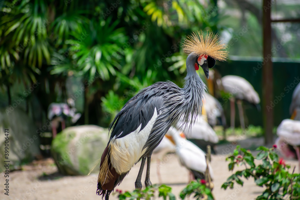 Fototapeta premium grey crowned crane