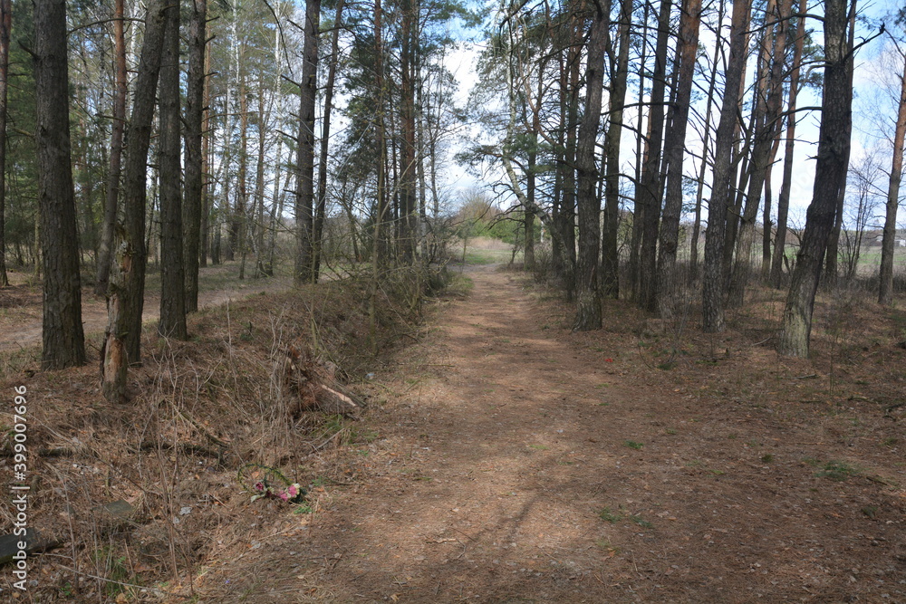 Fototapeta premium path in the forest