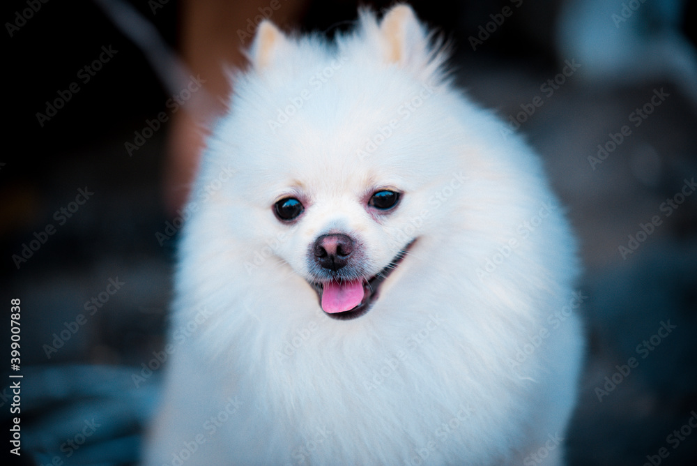 portrait of  White shaggy dog on blur background