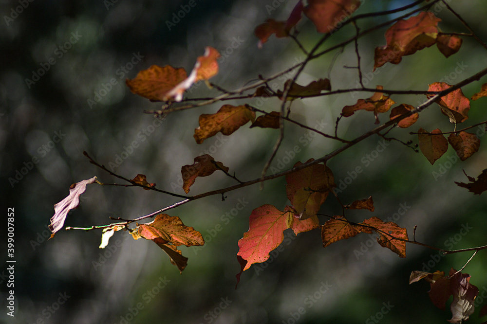 autumn leaves on a tree autumn leaves on a tree