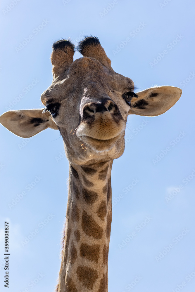 Obraz premium portrait of a giraffe