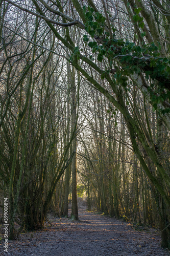 path in the woods