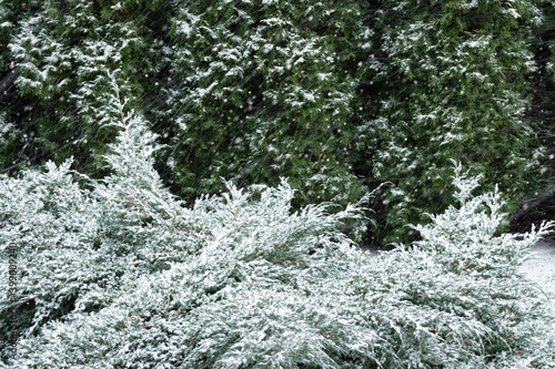 Winter background with snowy fir bush.
