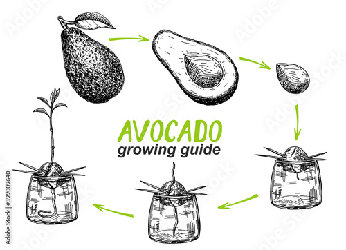 Avocado tree growing guide. How to grow an avocado from seed. Avocado fruit, seed, sprout and tree. Vector illustration of fruit avocado