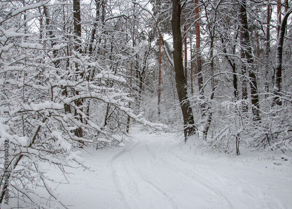 A scene of a winter forest,where all the trees and shrubs are covered with snow.Traces on the newly-fallen snow are visible. High quality photo A scene of a winter forest,where all the trees and shrubs are covered with snow.Traces on the newly-fallen snow are visible. High quality photo