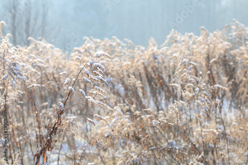 Frosted plants in the garden on winter morning.