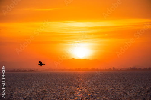 sunset over the river and animals