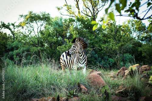 A plains zebra showing off its mane