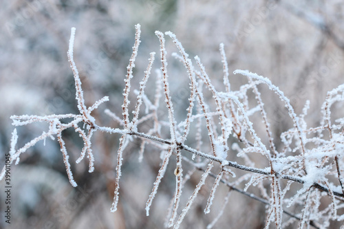 Frosted plants in the garden on winter morning. © agneskantaruk