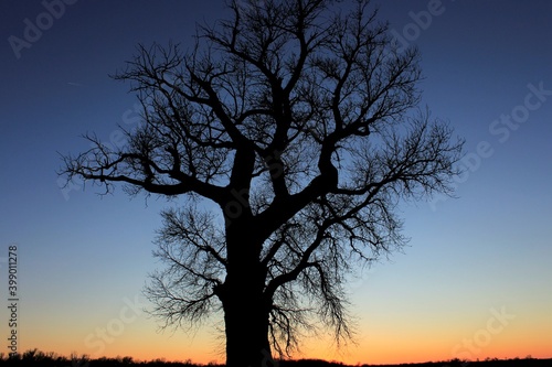 silhouette of a tree at sunset south of Sterling Kansas USA out in the country.