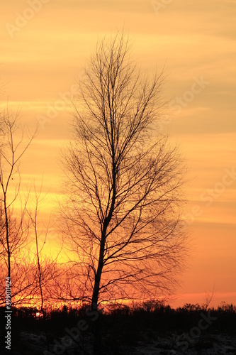 Silhouette of the tree in a sunset