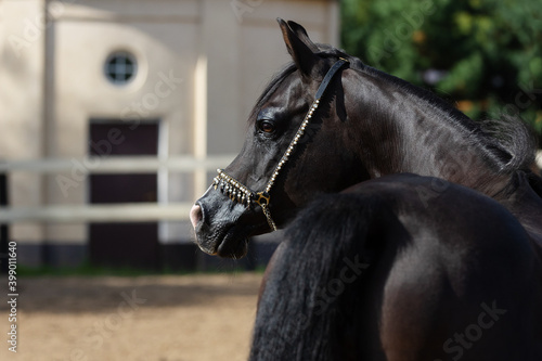 Portrait of a beautiful black arabian horse summer background, head closeup. Back side view