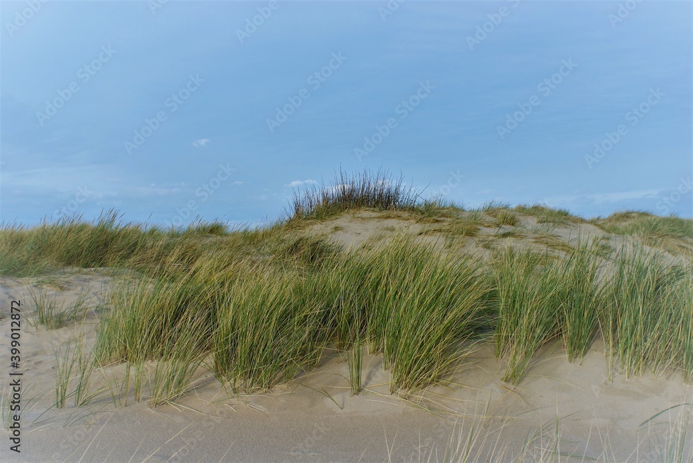 custom made wallpaper toronto digitalSONY DSC