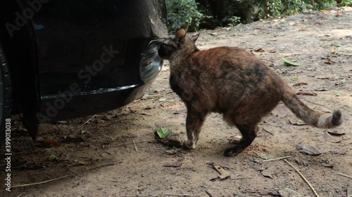 cat look at that car