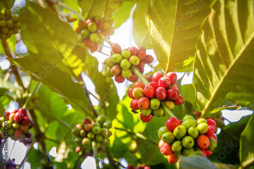 Fresh arabica or robusta coffee bean on coffee tree,Fresh seed coffee on plant