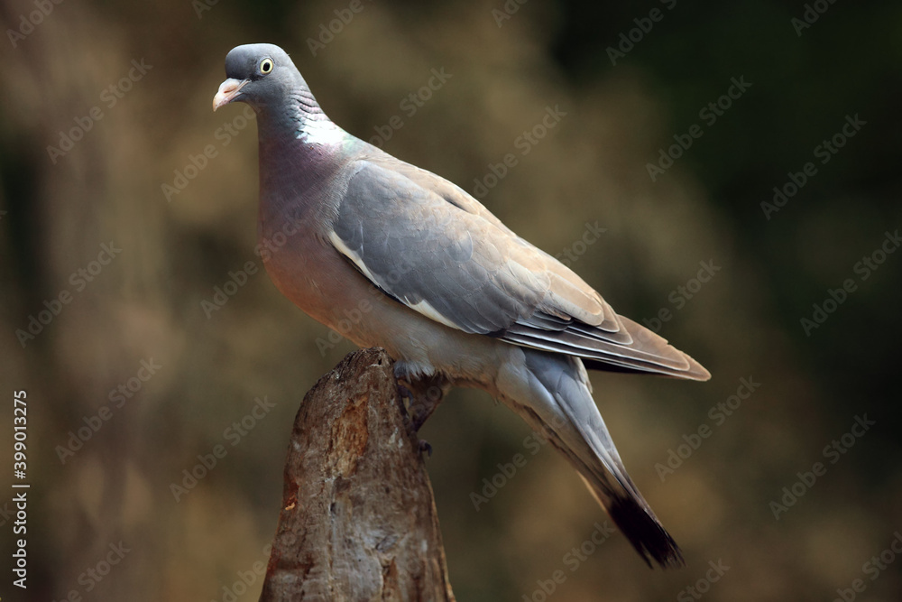 Obraz premium The common wood pigeon (Columba palumbus) sitting on the end of the dry strain with brown background.
