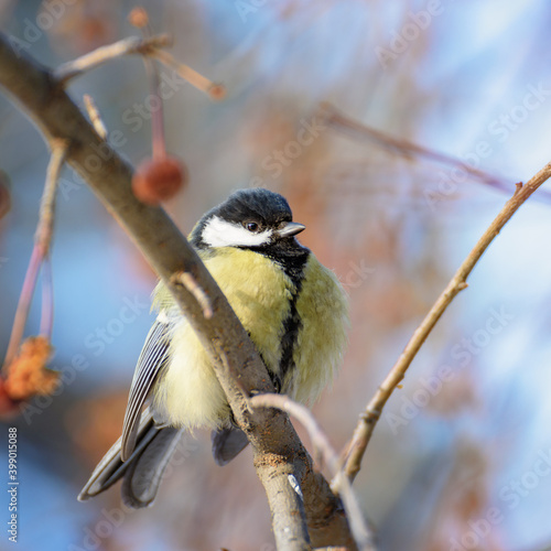 yellow-breasted tit bird sitting on a branch, close-up