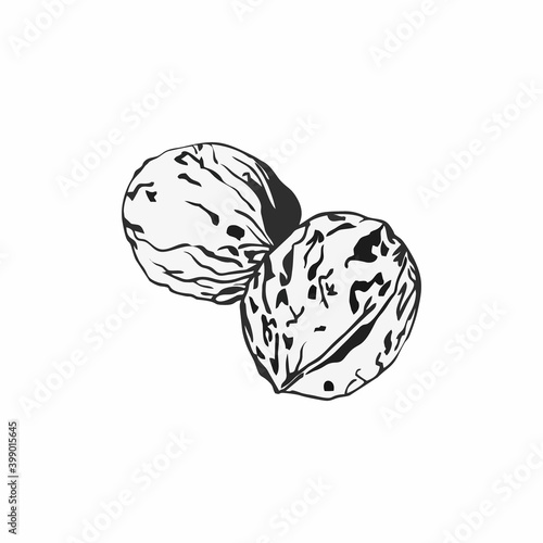 The walnut is drawn in the style of black and white graphics. A hand-drawn sketch of a walnut.