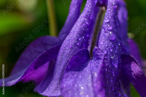 Wet back side aquilegia flower after rain with lots of drops on petals.Macro photo