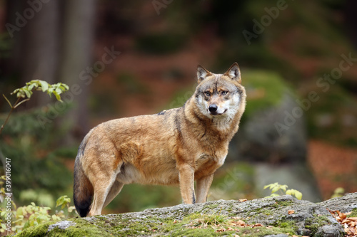 The grey wolf or gray wolf  Canis lupus  standing on a rock. A large wolf stands high on a rock in a Central European forest.