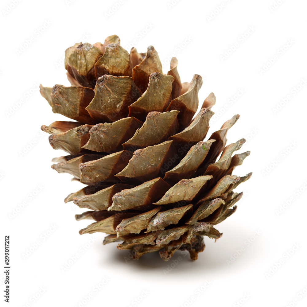 pine cones isolated on a white background pine cones isolated on a white background
