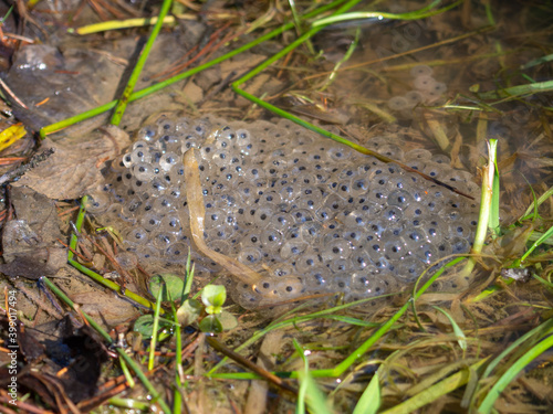 Frogspawn in the water at spring