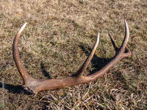 Red deer antler on ground photo