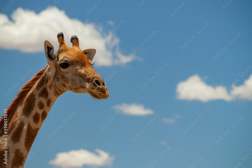 Wild african life. A large common South African giraffe on the summer blue sky. Wild african life. A large common South African giraffe on the summer blue sky.