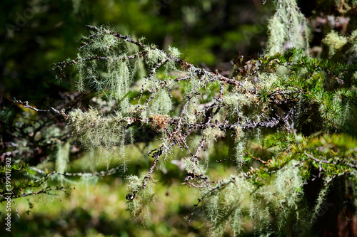 Usnea lichen that infests larch trees in the forest. photo