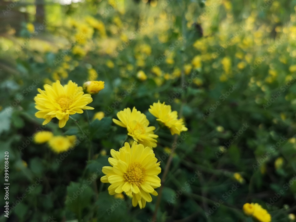 Chrysanthemum indicum Scientific name Dendranthema morifolium, Flavonoids,Closeup pollen of yellow flower blooming in garden on blurred of nature background Chrysanthemum indicum Scientific name Dendranthema morifolium, Flavonoids,Closeup pollen of yellow flower blooming in garden on blurred of nature background