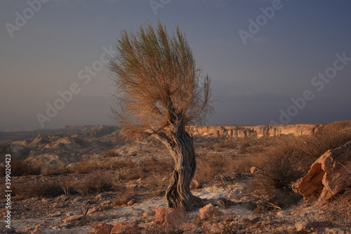 Western Kazakhstan. Mangystau. Ustyurt plateau. Saxaul tree. photo